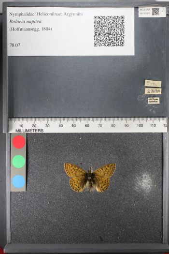 Media type: image;   Entomology 113971